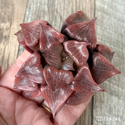 New Arrivals: Ice Green