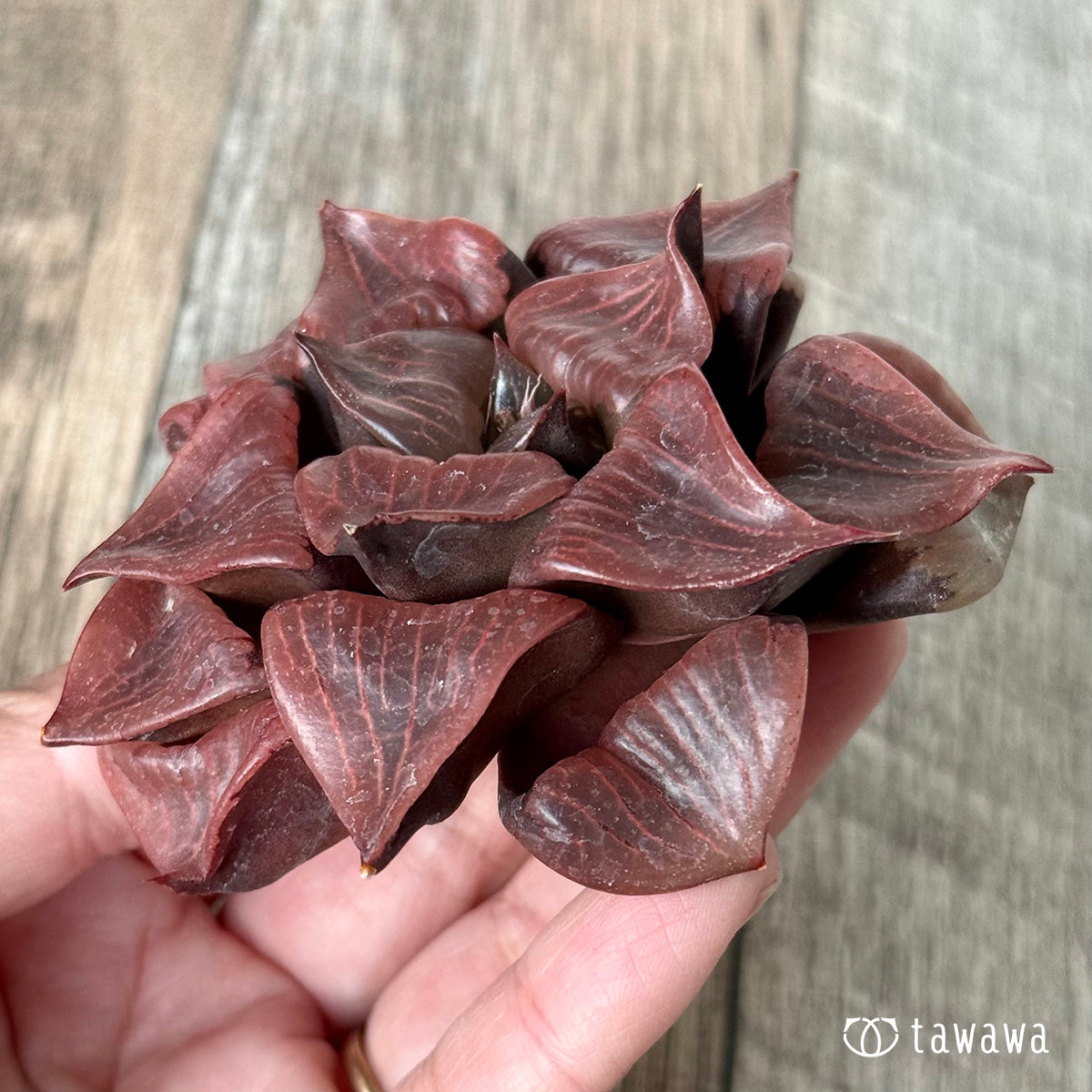 New Arrivals: Ice Green