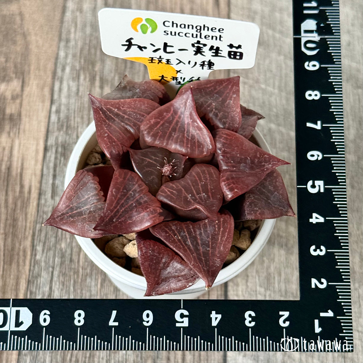 ＊新入荷＊　チャンヒー実生苗（斑入り種×大型種）②（チャンヒー農園苗）