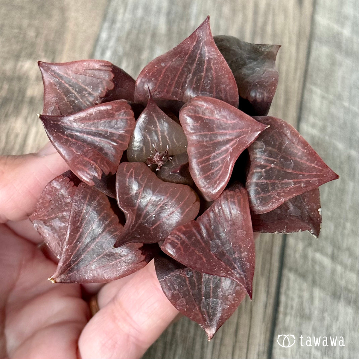 ＊新入荷＊　チャンヒー実生苗（斑入り種×大型種）②（チャンヒー農園苗）