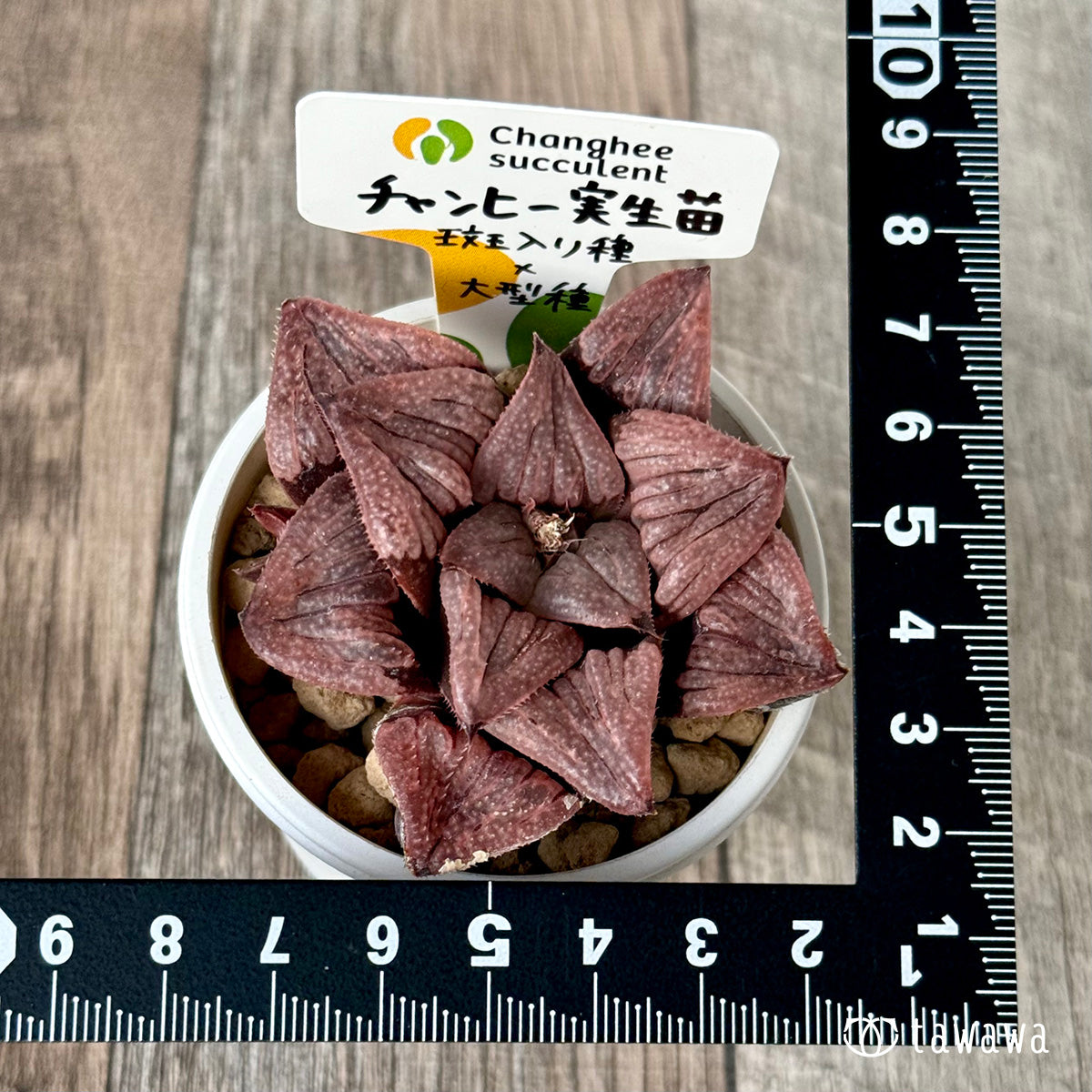 New Arrivals: Ice Green