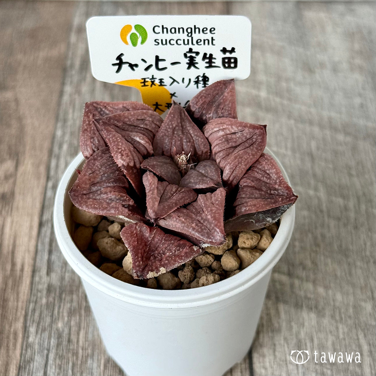 New Arrivals: Ice Green