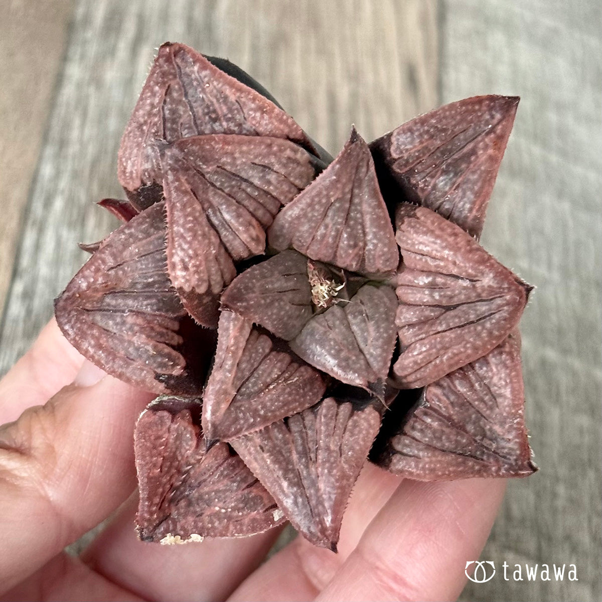 New Arrivals: Ice Green