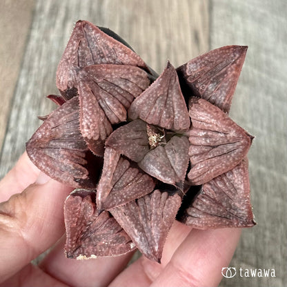 New Arrivals: Ice Green