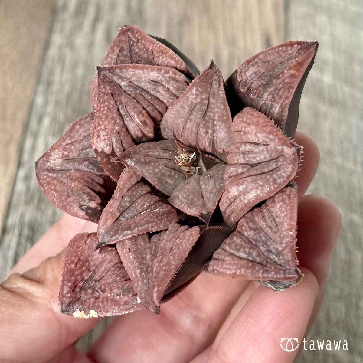 New Arrivals: Ice Green