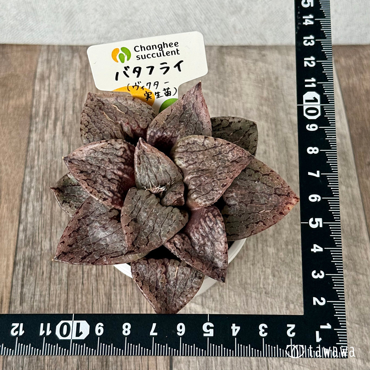 New Arrivals: Ice Green