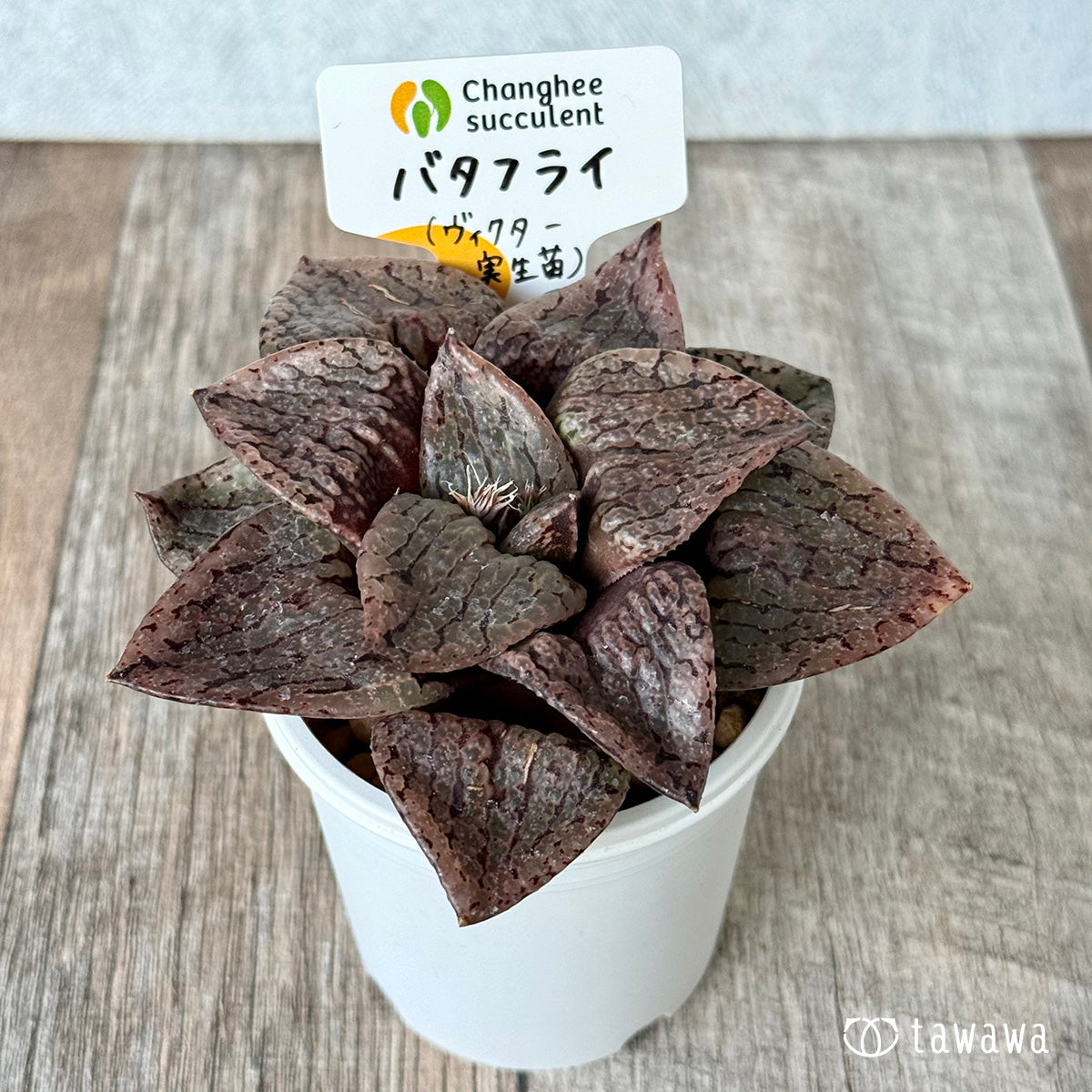 New Arrivals: Ice Green