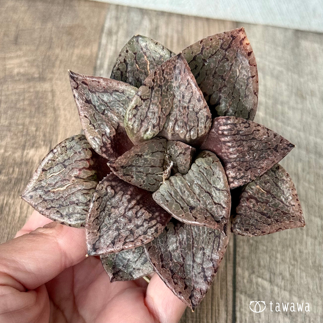 New Arrivals: Ice Green