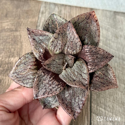 New Arrivals: Ice Green