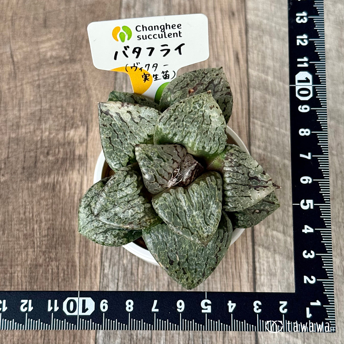 New Arrivals: Ice Green