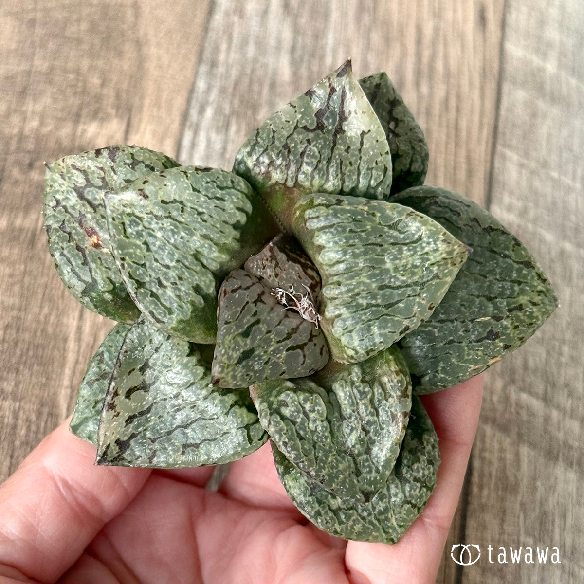 New Arrivals: Ice Green
