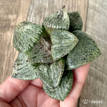 New Arrivals: Ice Green