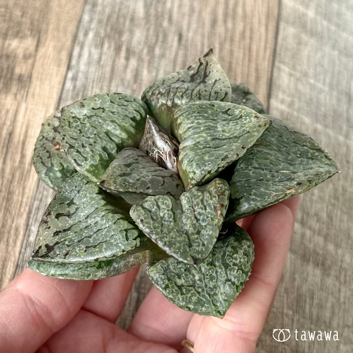 New Arrivals: Ice Green