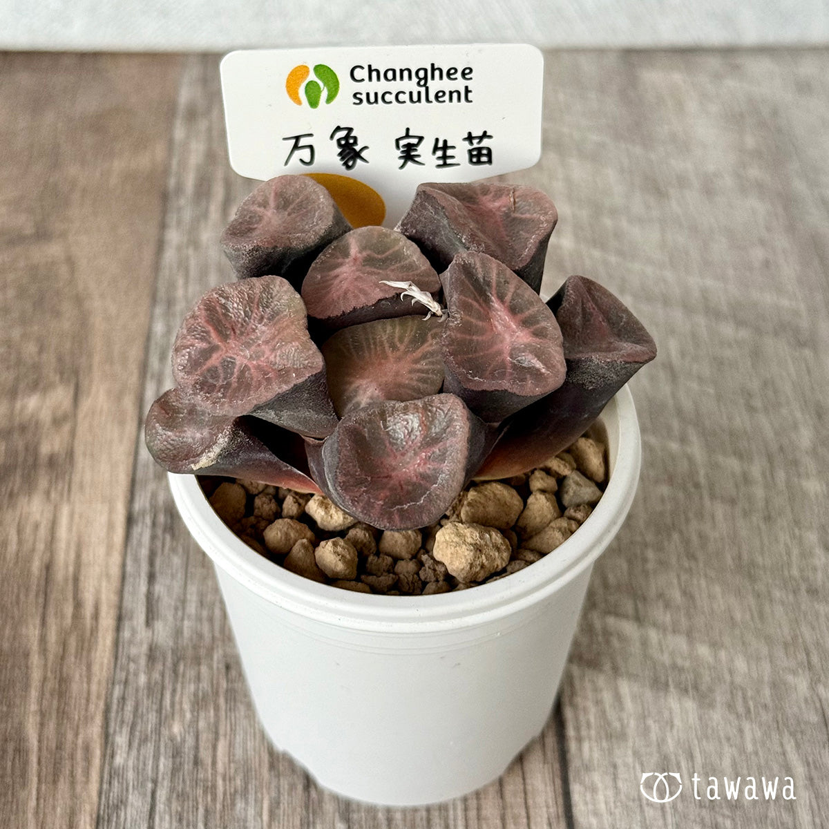 New Arrivals: Ice Green