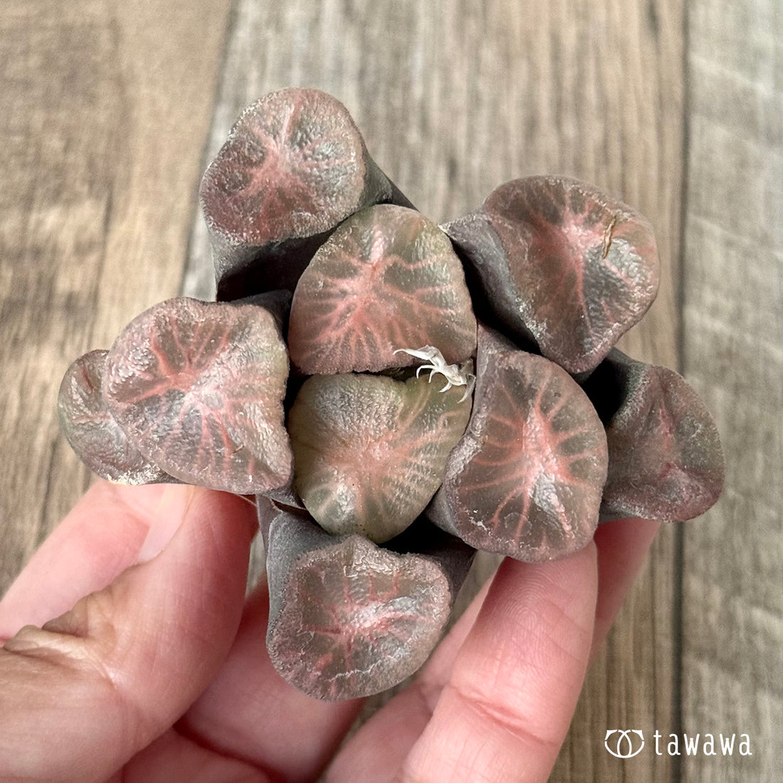 New Arrivals: Ice Green