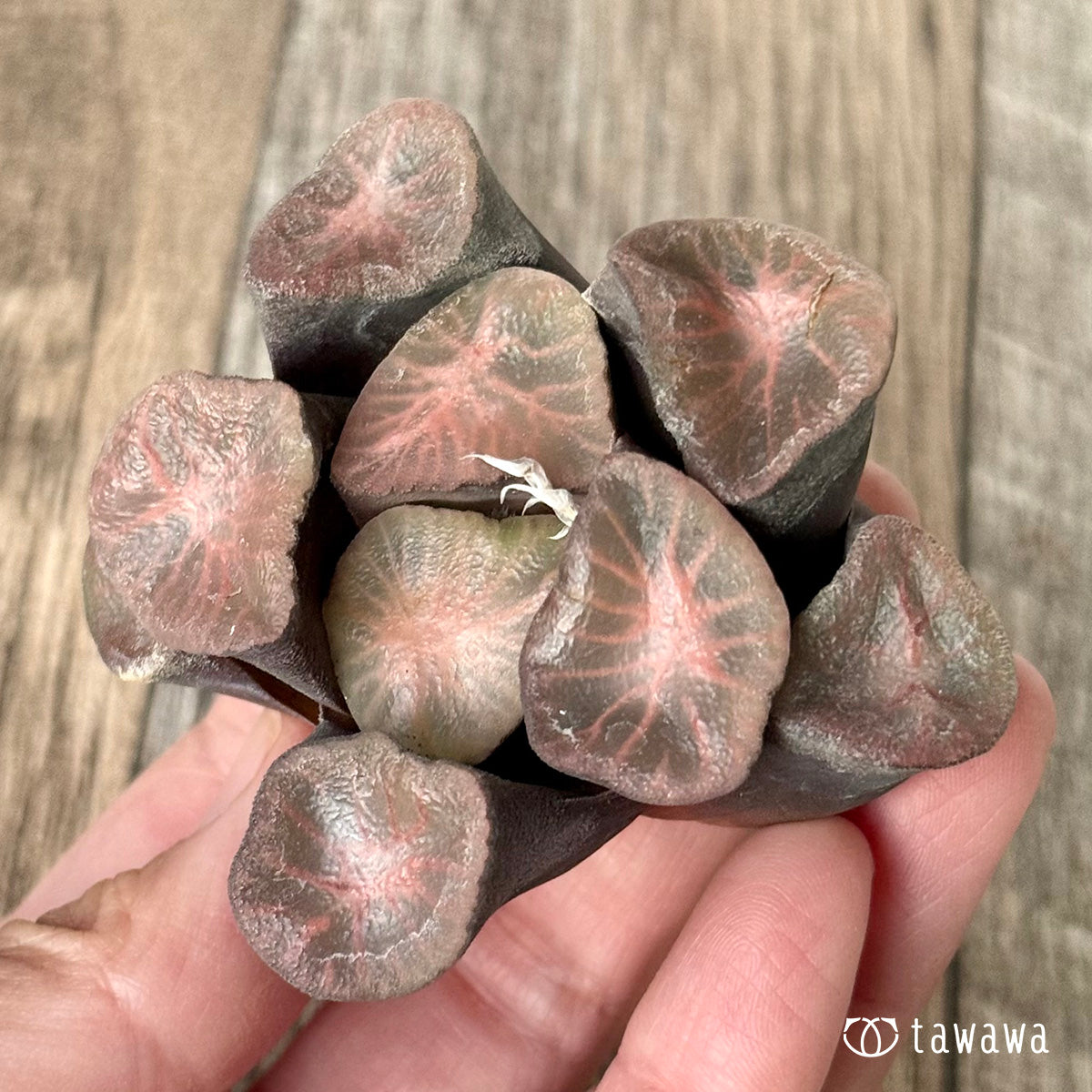 New Arrivals: Ice Green