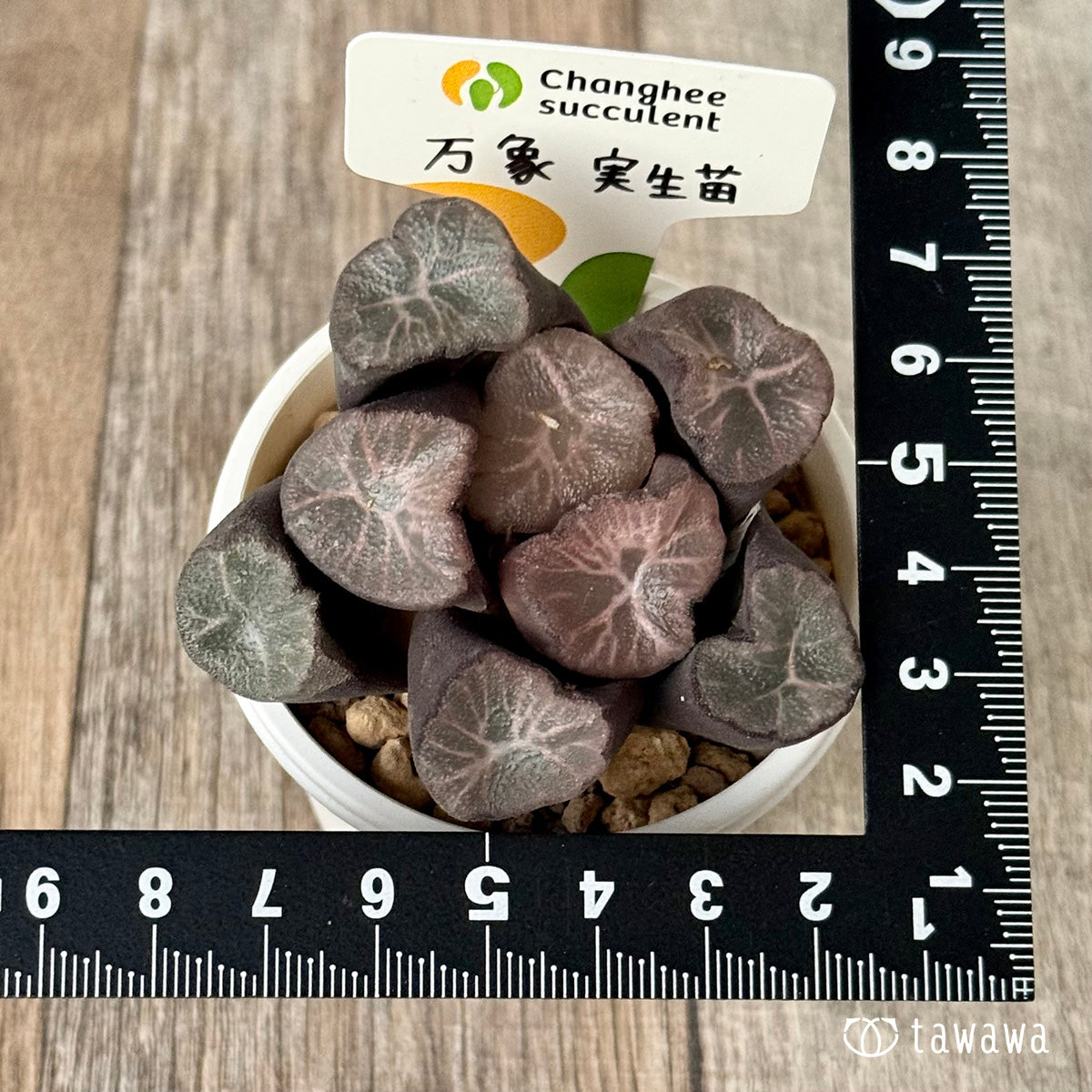 New Arrivals: Ice Green