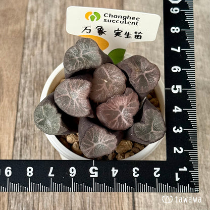 New Arrivals: Ice Green