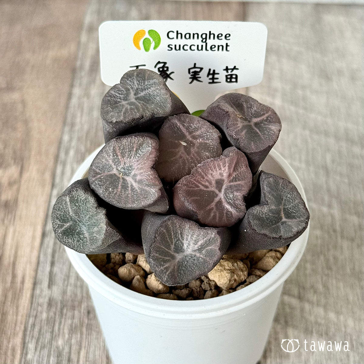 New Arrivals: Ice Green