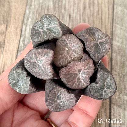 New Arrivals: Ice Green