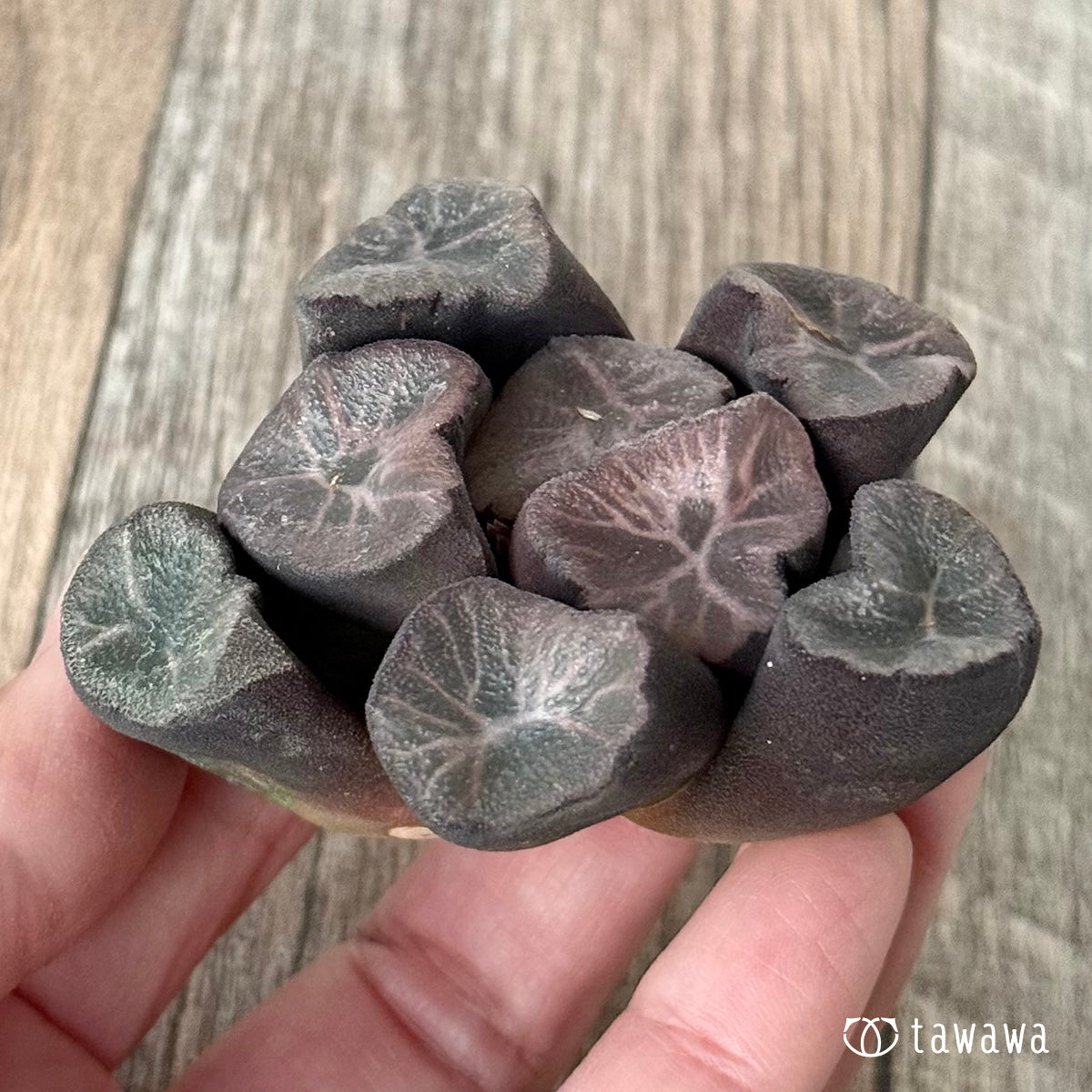 New Arrivals: Ice Green