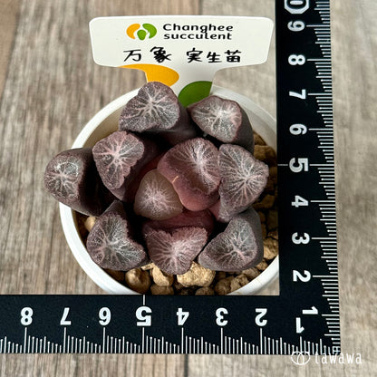 New Arrivals: Ice Green