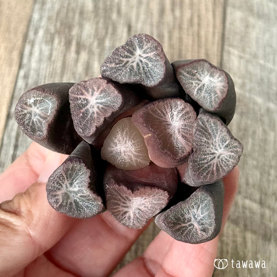 New Arrivals: Ice Green