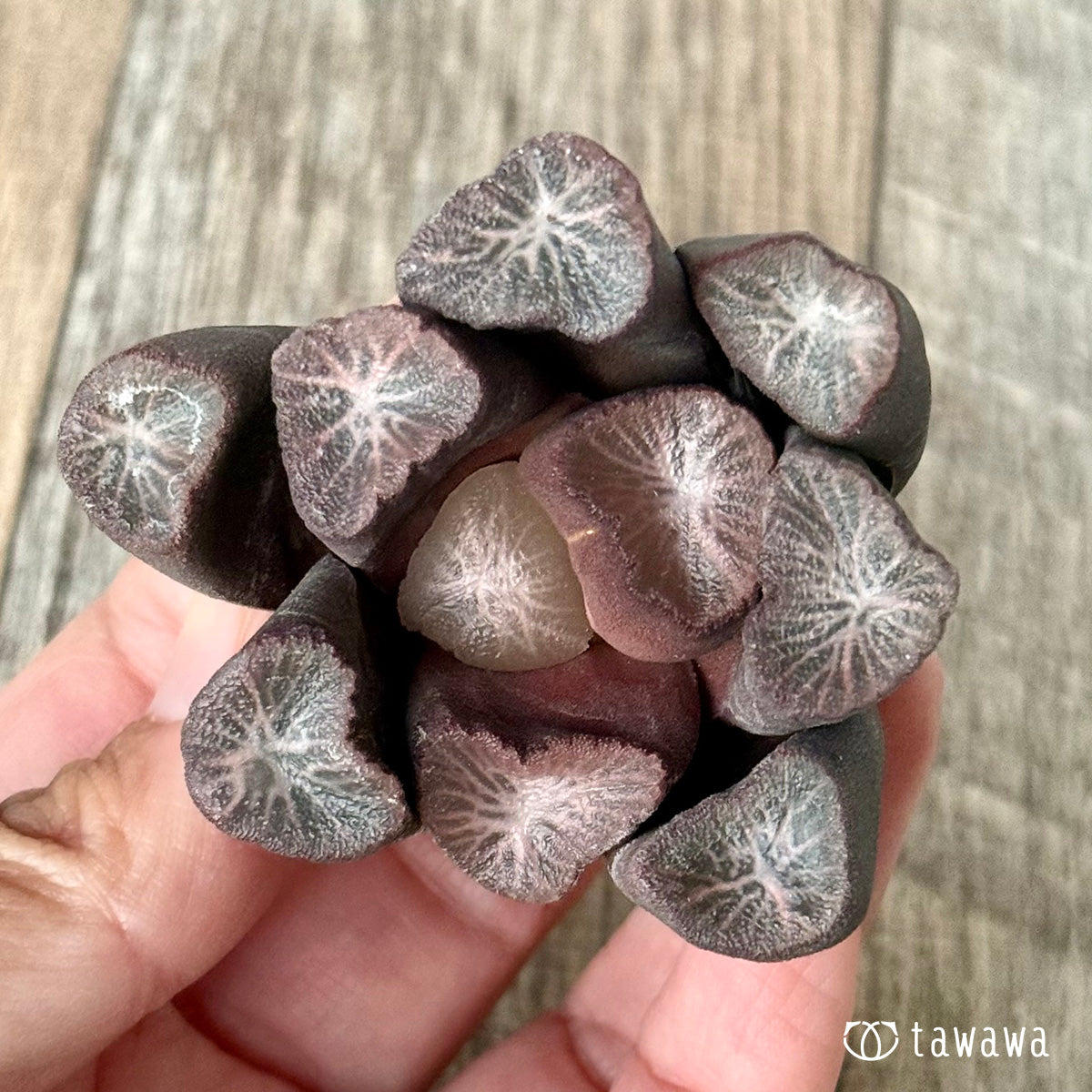 New Arrivals: Ice Green