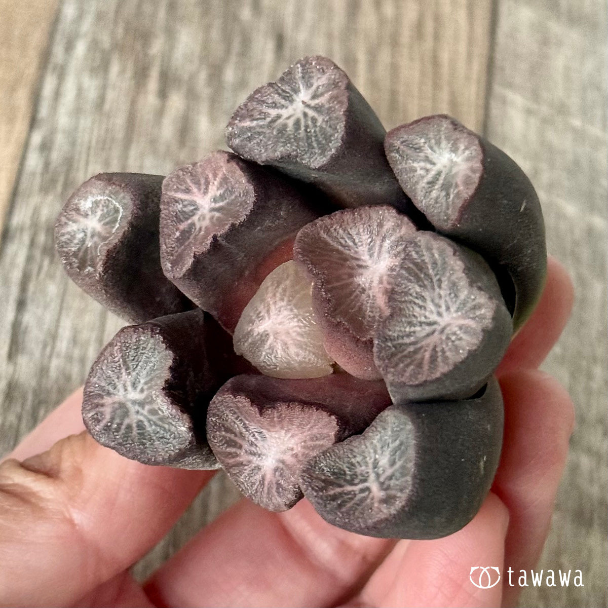 New Arrivals: Ice Green