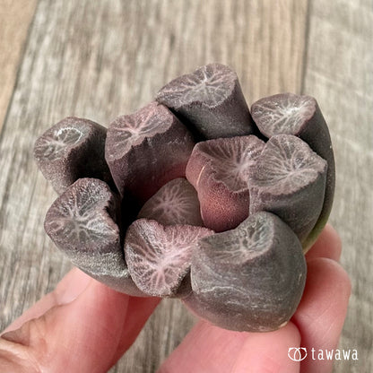 New Arrivals: Ice Green