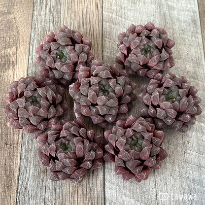 ＊新入荷＊　オブツーサ　実生苗（チャンヒー農園苗）