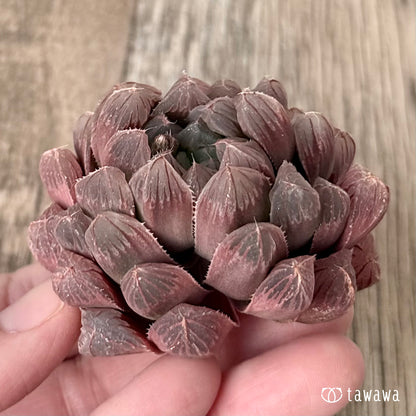 ＊新入荷＊　オブツーサ　実生苗（チャンヒー農園苗）