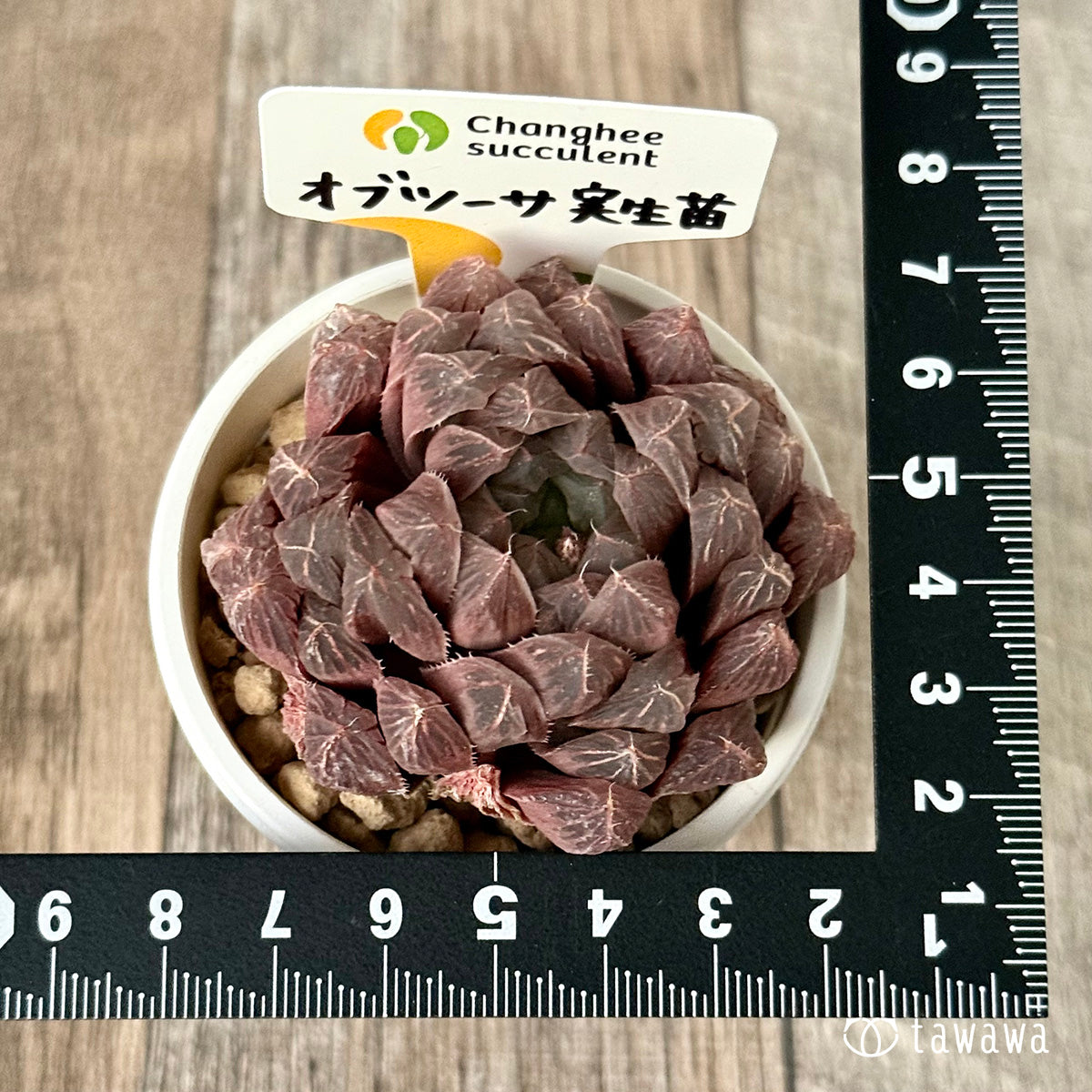 ＊新入荷＊　オブツーサ　実生苗（チャンヒー農園苗）