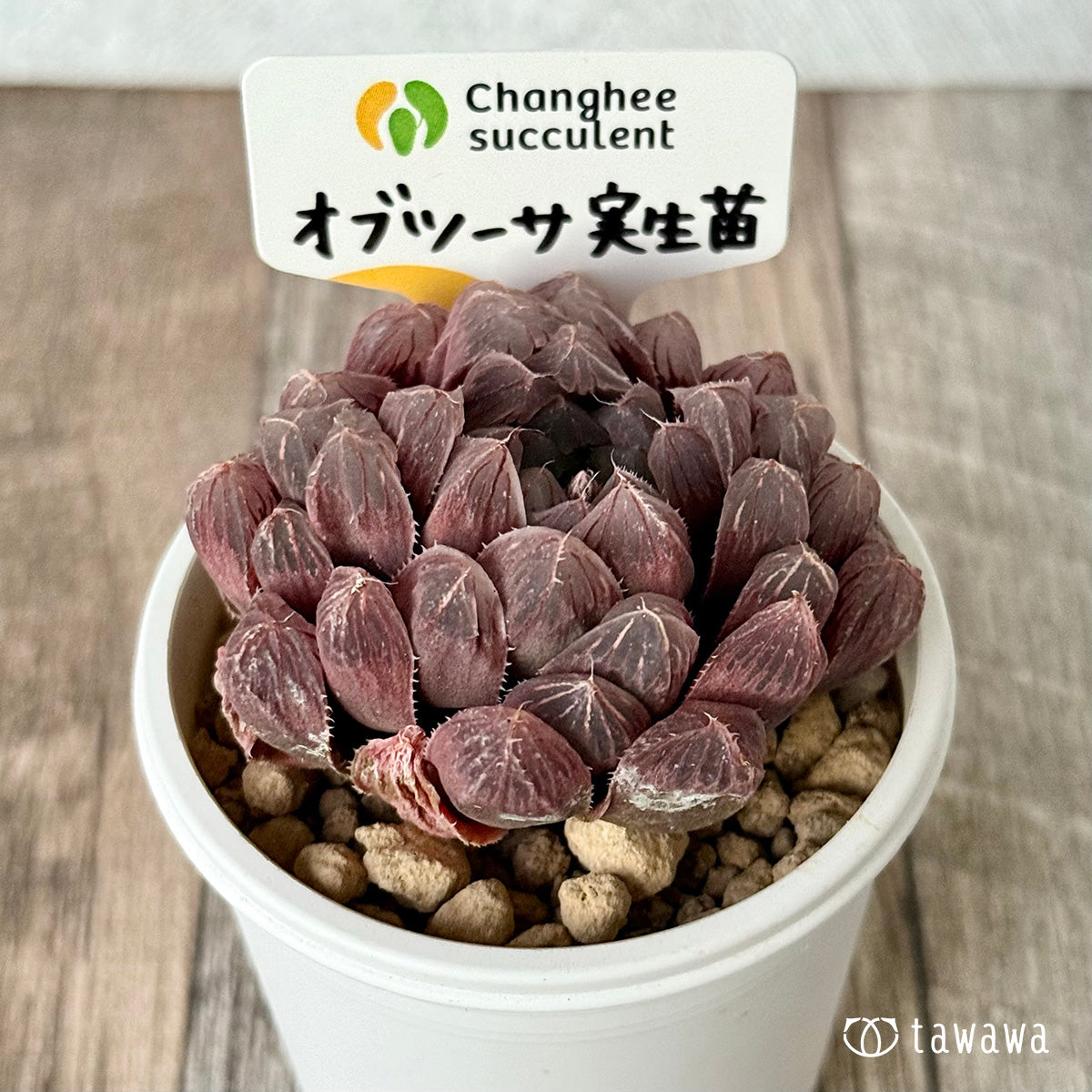 ＊新入荷＊　オブツーサ　実生苗（チャンヒー農園苗）