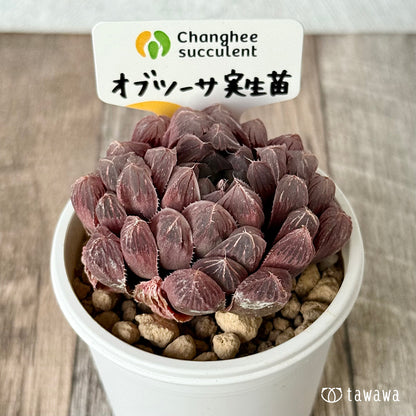 ＊新入荷＊　オブツーサ　実生苗（チャンヒー農園苗）