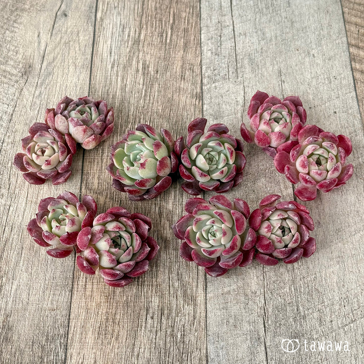 ＊新入荷＊　レッドサン【Ver.2】（チャンヒー農園苗）