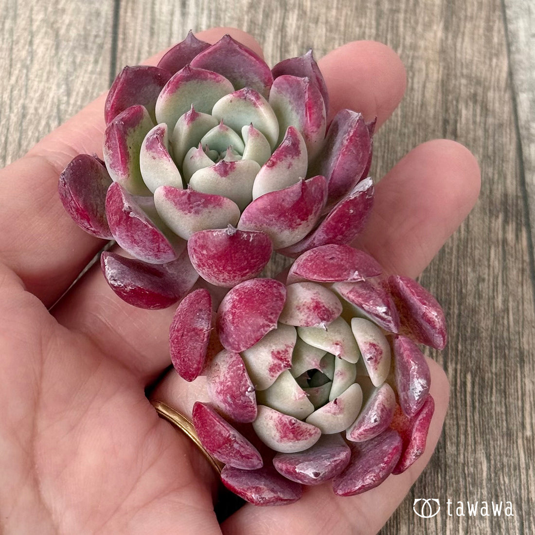 ＊新入荷＊　レッドサン【Ver.2】（チャンヒー農園苗）