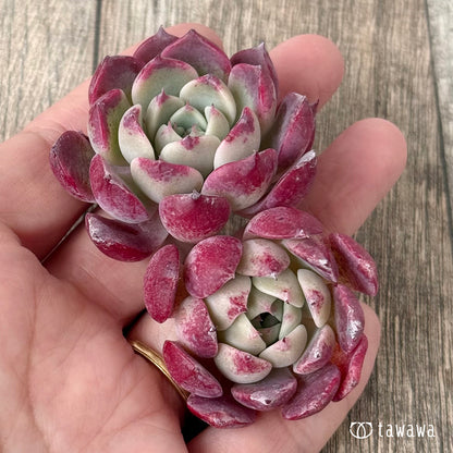 ＊新入荷＊　レッドサン【Ver.2】（チャンヒー農園苗）