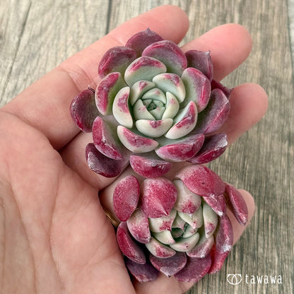 ＊新入荷＊　レッドサン【Ver.2】（チャンヒー農園苗）