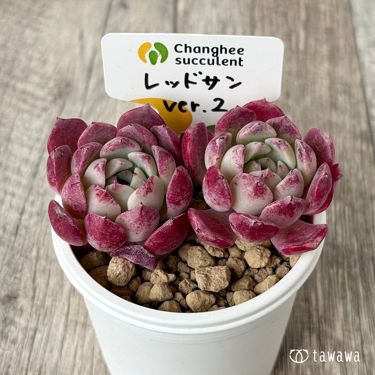 Top【選抜株】多肉植物　22314 レッド・レパード21個　鉢無し/脱土 楽天市場】多肉植物 セダム ベッラ・デ・インベルノ 2.5〜3号ポット苗