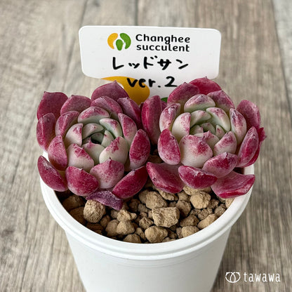 ＊新入荷＊　レッドサン【Ver.2】（チャンヒー農園苗）