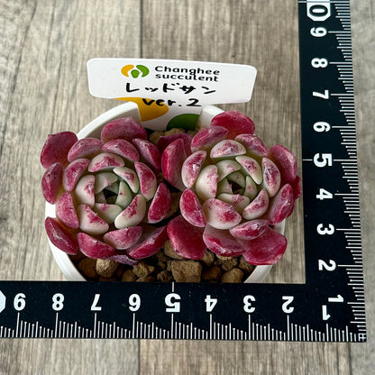 ＊新入荷＊　レッドサン【Ver.2】（チャンヒー農園苗）