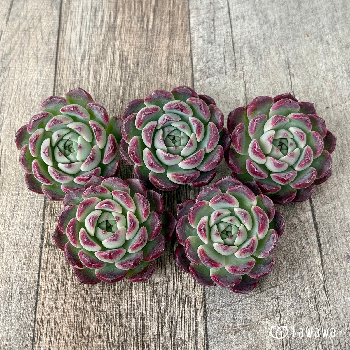 ＊新入荷＊　レッドサン【Ver.1】（チャンヒー農園苗）