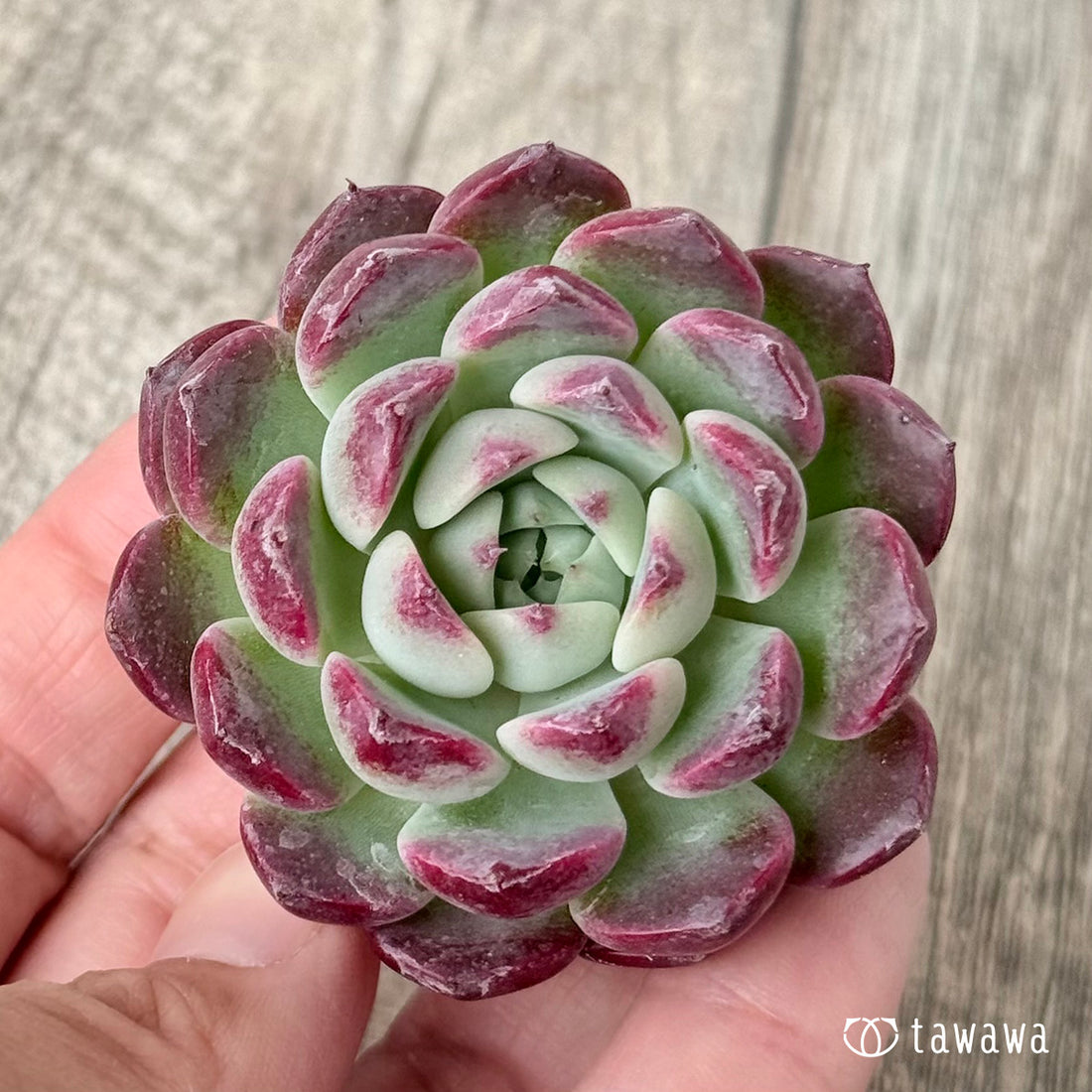 New Arrivals: Ice Green