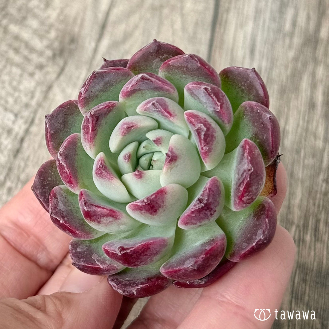 ＊新入荷＊　レッドサン【Ver.1】（チャンヒー農園苗）