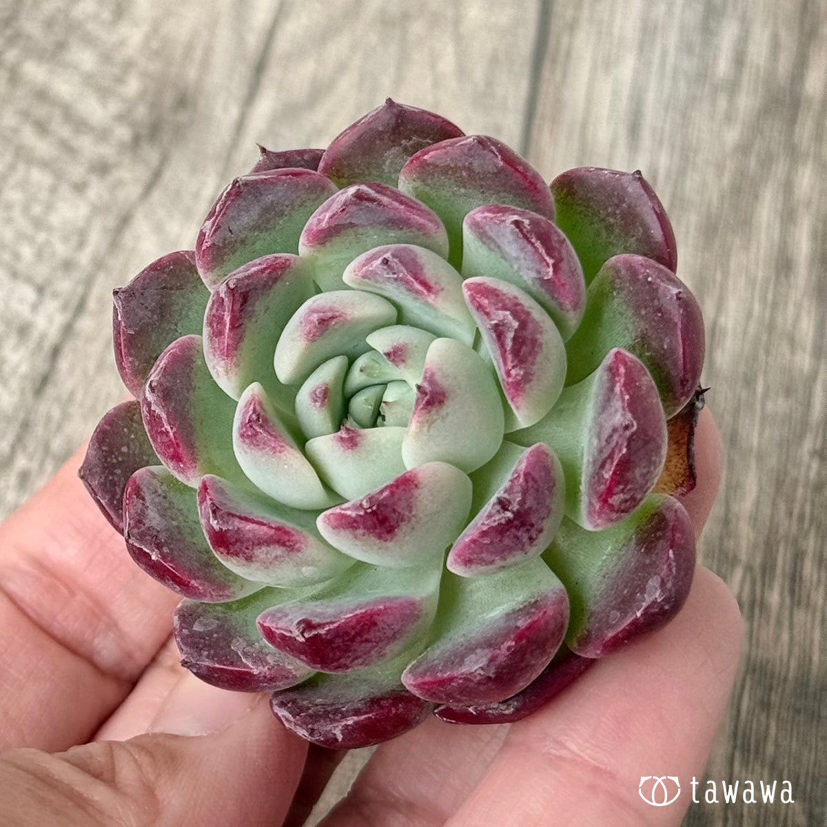 ＊新入荷＊　レッドサン【Ver.1】（チャンヒー農園苗）