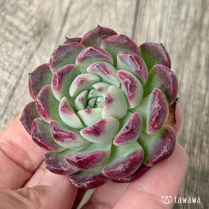 ＊新入荷＊　レッドサン【Ver.1】（チャンヒー農園苗）