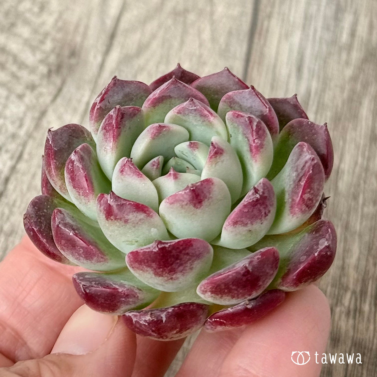 ＊新入荷＊　レッドサン【Ver.1】（チャンヒー農園苗）