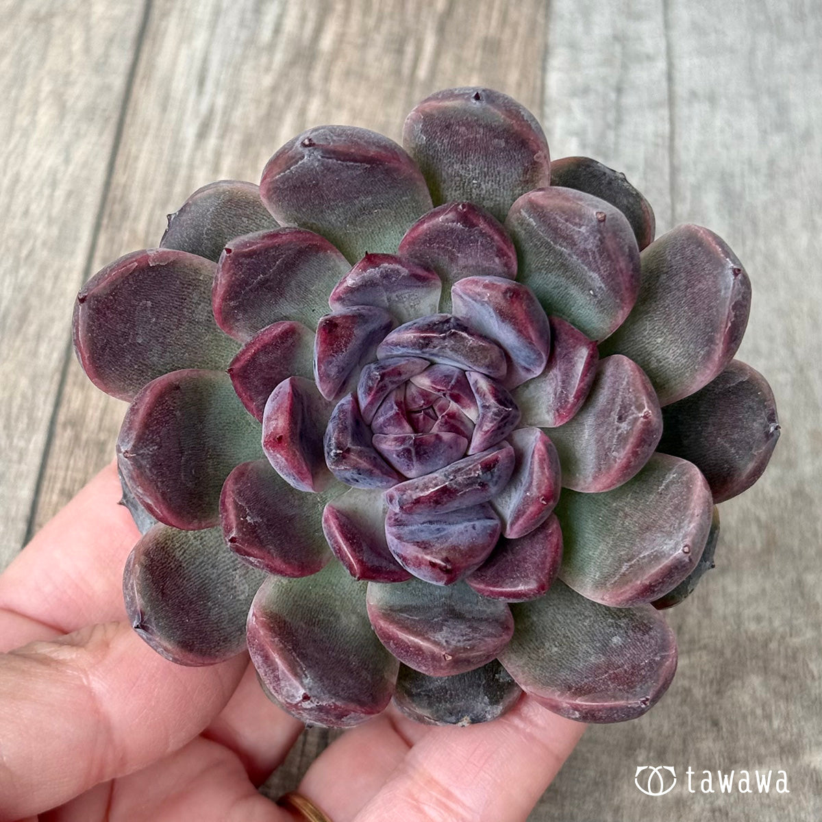 ＊新入荷＊　ベビープラム（チャンヒー農園苗）