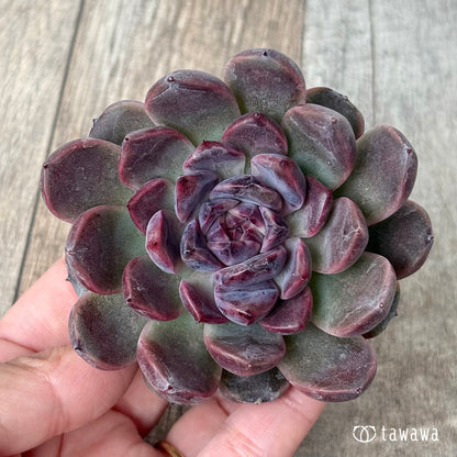 ＊新入荷＊　ベビープラム（チャンヒー農園苗）